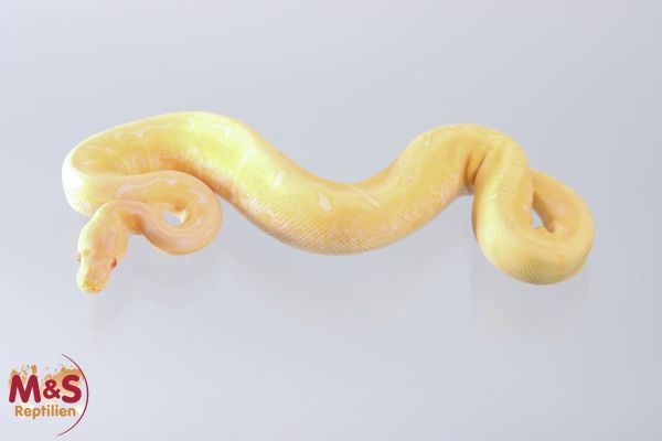 1.0 (Male) Albino - Spider 100% hetero Piebald Königspython DNZ´21 Python regius