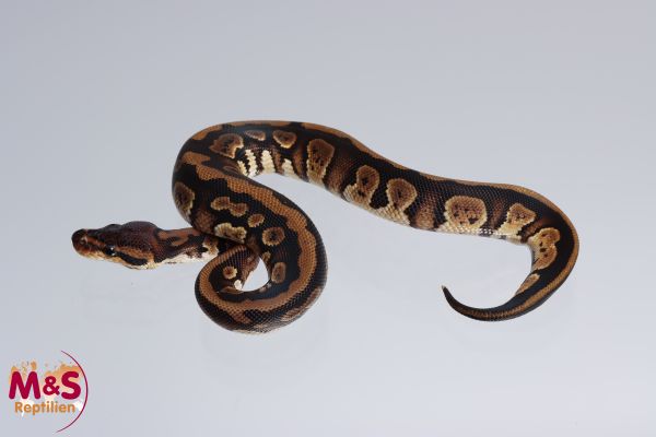 1.0 (Male) Africa Odd Königspython FZ´22 Python regius