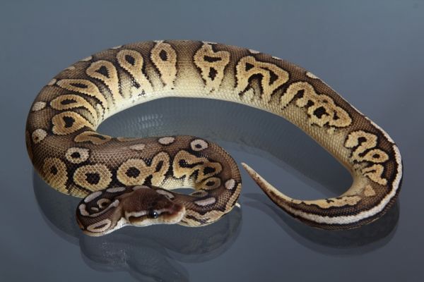 Male (1.0) Pewter (Cinnamon - Pastel) 1800g. DNZ´13 Python regius
