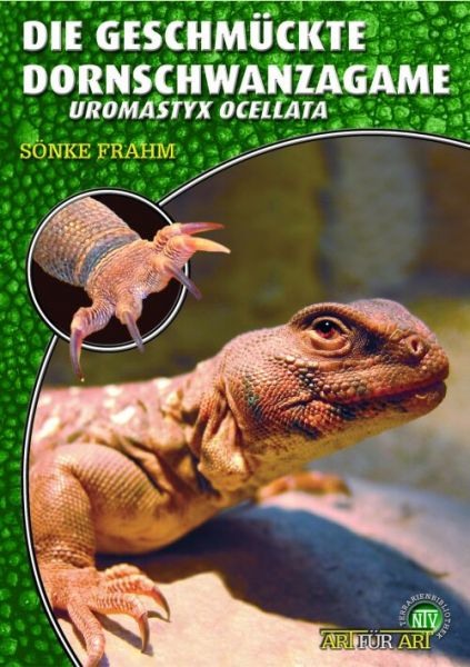 Die Geschmückte Dornschwanzagame - Uromastyx ocellata