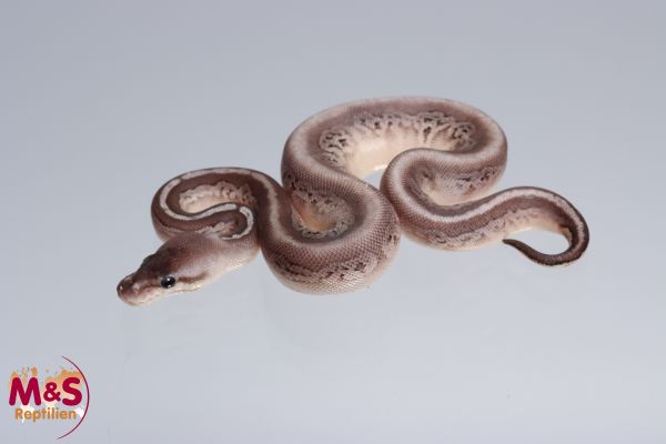 0.1 (Female) GHI - Lesser - Pastel pos. Bongo Königspython NZ´M&S´22 Python regius