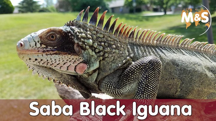 2020-11-27-Saba-Black-Iguanas