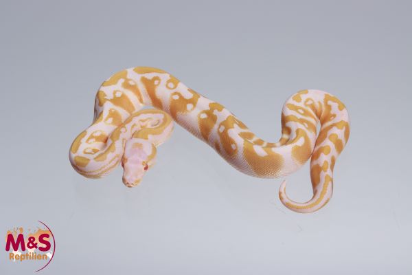 0.1 (Female) Scalelesshead Albino 100% hetero Ultramel Königspython NZ´M&S´22 Python regius