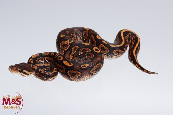 0.1 (Female) Cinnamon - poss. Gravel Königspython NZ´M&S´22 Python regius