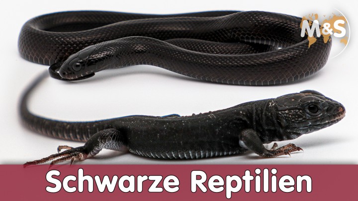 2022-04-01-Schwarze-Reptilien2