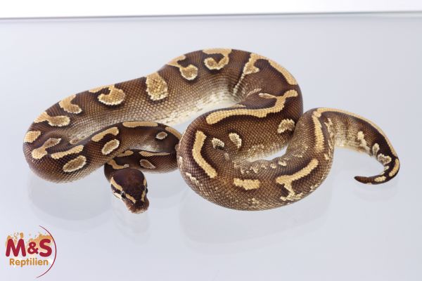 0.1 (Female) Mojave Königspython NZ´M&S´20 Python regius