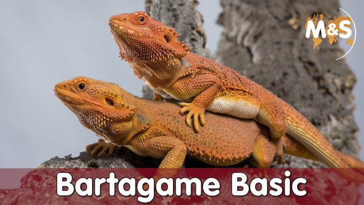 2021-06-25-Bartagamen-Basics