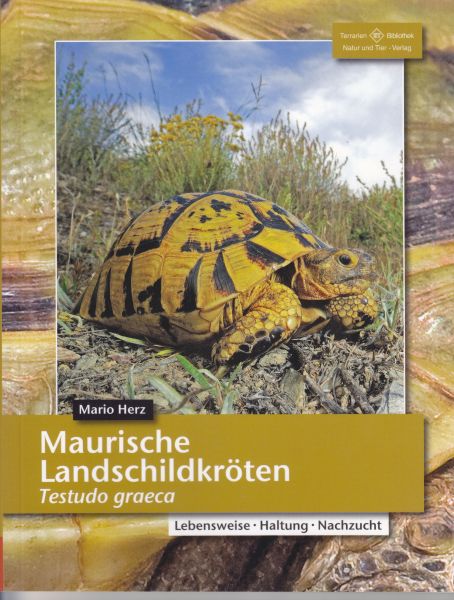 Maurische Landschildkröten, Testudo graeca (Mario Herz)