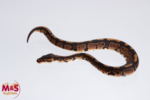 0.1 (Female) Africa Odd ( BLACK ) Königspython FZ´22 Python regius