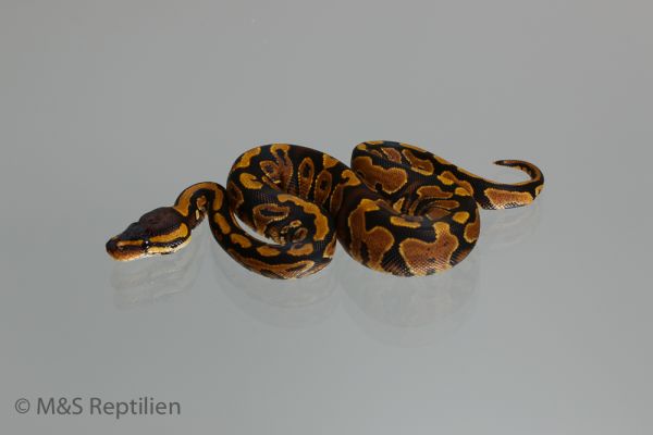 0.1 ( Female) Poss. Gravel Königspython NZ´M&S´16 Python regius