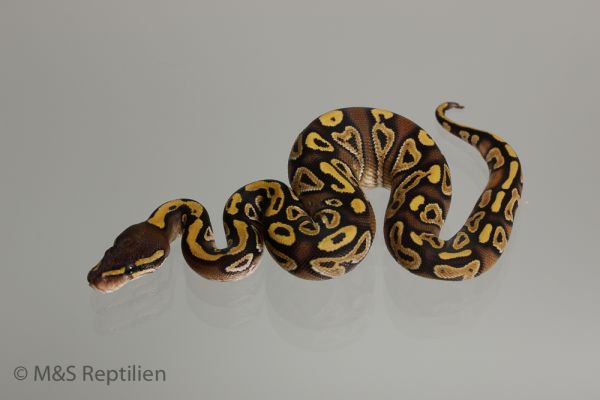 1.0 ( Male ) Gravel-Mojave Königspython NZ´M&S´16 Python regius