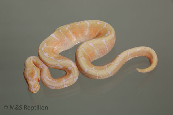 Male (1.0) Albino Spider 66% hetero für Ultramel NZ´M&S´15 Python regius