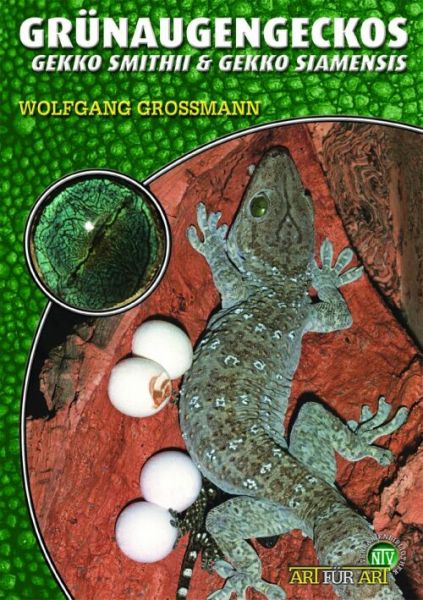 Grünaugengeckos Gekko smithii &amp; Gekko siamensis (Wolfgang Grossmann)