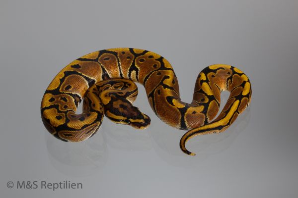 0.1 (Female) Creme- Vanilla Königspython NZ´M&amp;S´16 Python regius