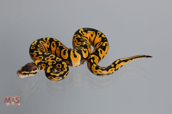 0.1 (Female) Pastel poss. Gravel Königspython NZ´M&S´17 Python regius