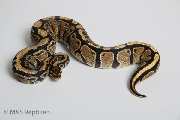 0.1 (Female) Specter / SS-Macker NZ&#039;DSV´15 Python regius