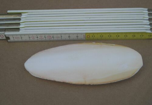 Sepia Schale, nature belassen -small- 6-8 cm
