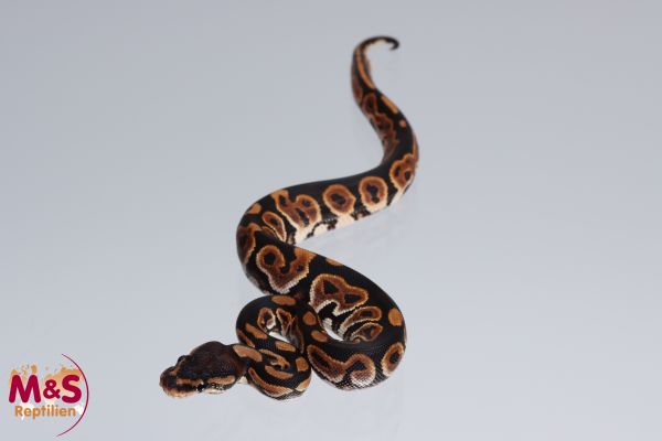 0.1 (Female) Cinnamon Königspython NZ´M&S´22 Python regius