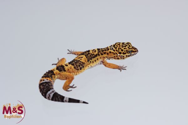 0.1 (Female) Mandarin Black Night Leopardgecko NZ´22 (medium) E. macularius (Originalbild)