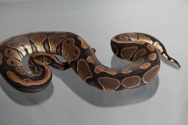 Female Black Ball, ca. 1,7 Kg FZ´08 Python regius