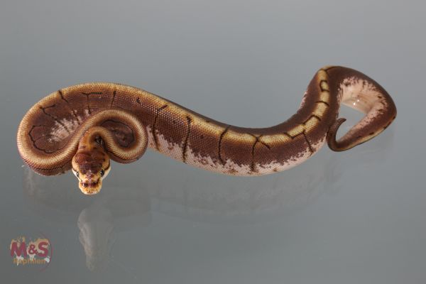 0.1 (Female) Scaleless Head Spinner NZ´M&S´18 Python regius
