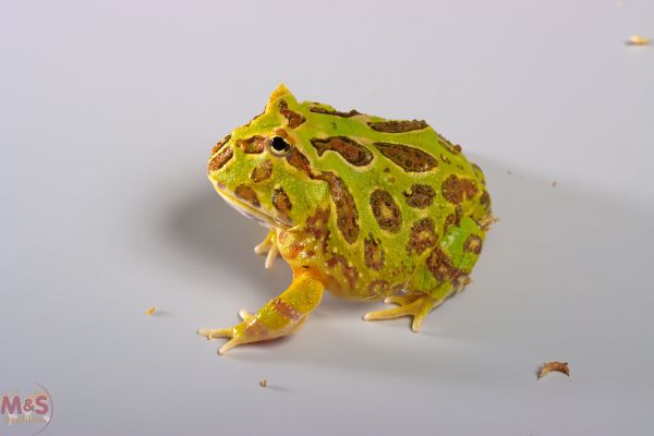 Pac Man Frosch ( Schmuckhornfrosch ) -small- GREEN NZ´22 C.cranwelli ( Symbolbild- siehe Bild 2 !)
