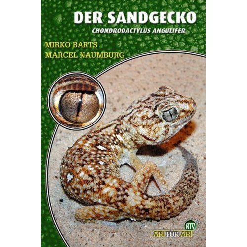 Der Sandgecko,Chondrodactylus angulifer (Mirko Barts &amp; MarcelNaumburg)