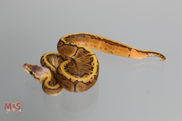 0.1 (Female) GHI-Pastel-Womal Königspython NZ´M&amp;S´17 Python regius