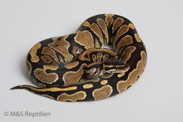 0.1 (Female) Specter / SS-Macker NZ'DSV´15 Python regius
