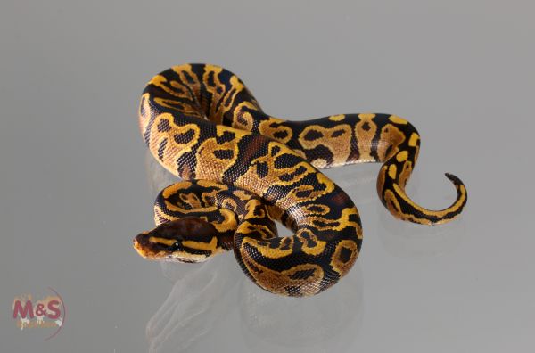 0.1 (Female) Pastel poss.Gravel Königspython NZ´M&S´18 Python regius