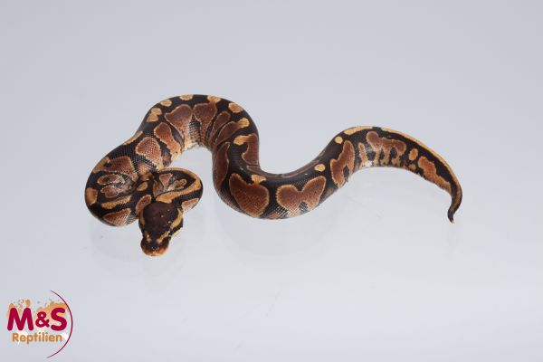0.1 (Female) Africa Odd ( YELLOW BELLY ) Königspython FZ´22 Python regius