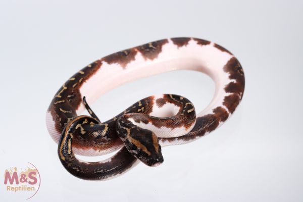 0.1 (Female) Piebald Tigerpython NZ&#039; 21 (small) Python m. bivittatus (Originalbild)
