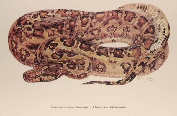 Grafik Python Molurus pimbura