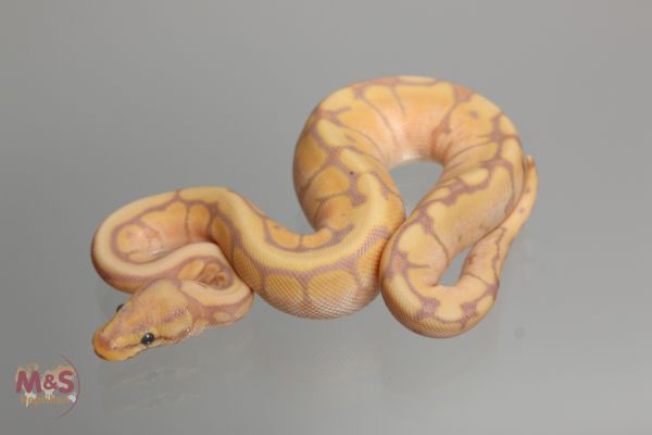 0.1 (Female) Coral Glow (Banana) - Spider poss Enchi Königspython NZ´M&S´17 Python regius