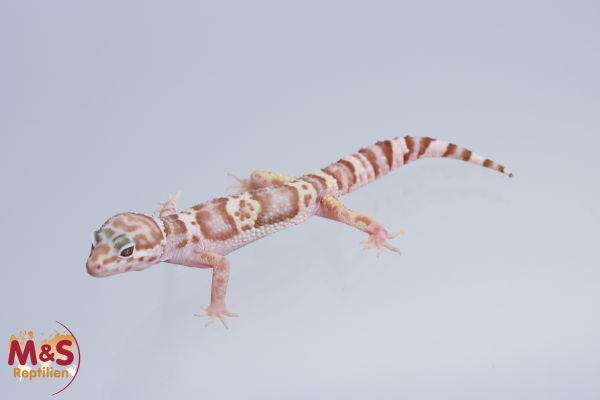 1.0 (Male) Albino Tremper Leopardgecko NZ´21 ( medium) Eublepharis macularius (Originalbild)