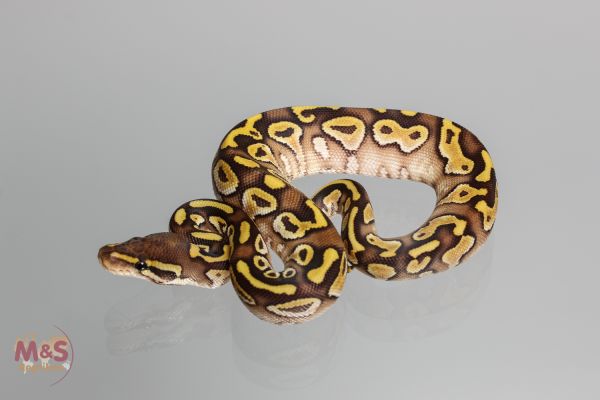 0.1 (Female) Lesser poss. Gravel Königspython NZ´M&amp;S´17 Python regius