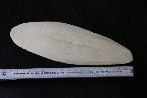 Sepia Schale, nature belassen L ( ca.15cm )
