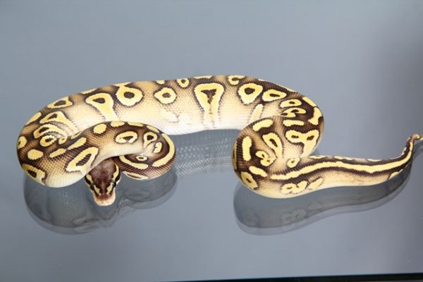 Female (0.1) Mojave - Super Pastel (Super Pastave), DNZ´13 Python regius