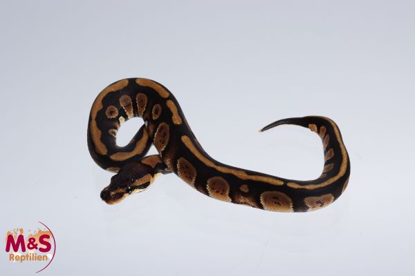 0.1 (Female) Africa Odd Königspython FZ´22 Python regius