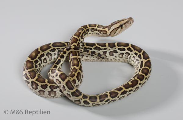 Hypo poss DH Albino Labyrinth Tigerpython NZ´22 Python m. bivittatus (Symbolbild)