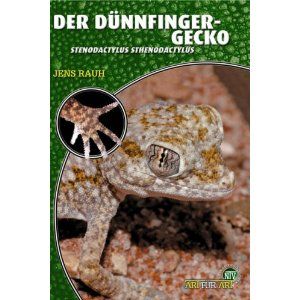 Der Dünnfingergecko - Stenodactylus sthenodactylus (Jens Rauh)