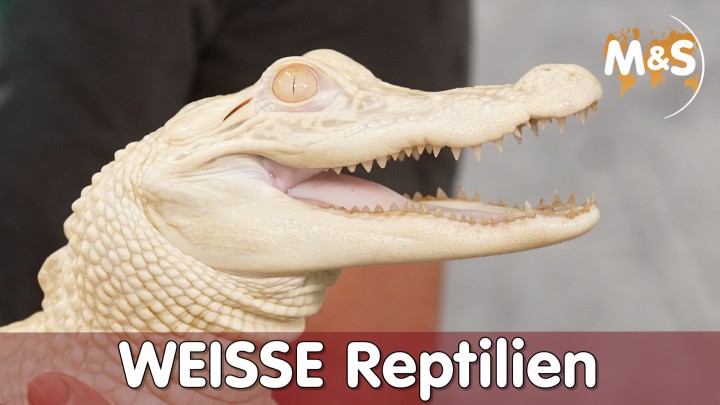 2022-06-19-Weisse-Reptilien