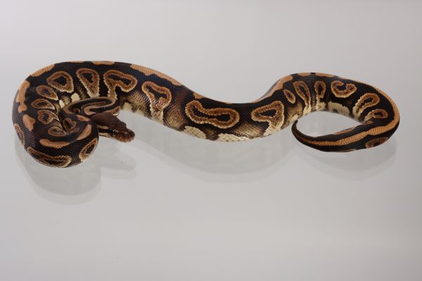 0.1 (Female) Cinnamon Königspython NZ´20 Python regius