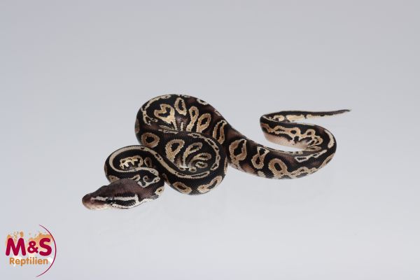 1.0 (Male) Cinnamon - Pastel (Pewter) - poss. Black Head Königspython NZ´M&S´22 Python regius