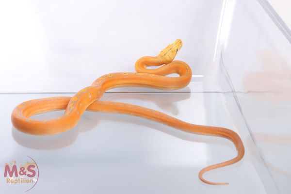 1.0 (Male) Purple golden child Netzpython NZ´21 Broghammerus (Python) reticulatus (Originalbild)