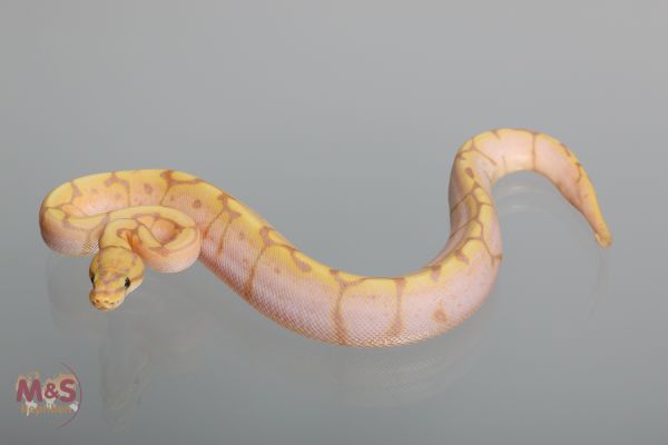 0.1 (Female) Coral Glow (Banana) - Enchi - Spider (Femalemaker) Königspython NZ´M&S´17 Python r