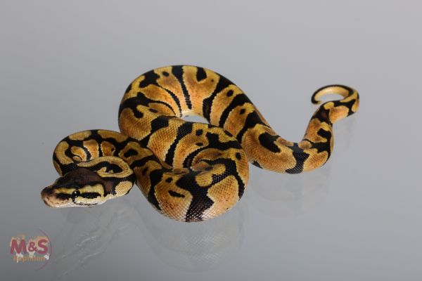 0.1 (Female) Genetic Tiger - Pastel (aka Blade) Königspython NZ´M&S´17 Python regius