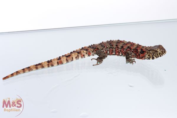 1.0 (Male) Krokodilschwanz Höckerechse NZ'10 Shinisaurus crocodilurus (Originalbild)