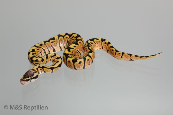 0.1 (Female) Super Tiger-Pastel Königspython NZ´M&S´16 Python regius
