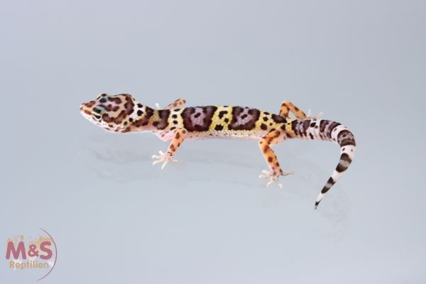 Classic Leopardgecko NZ´ 22 ( small) E. macularius (Symbolbild)